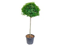 GROW by OBI babérmeggy magasság kb. 100 cm Prunus GROW by OBI babérmeggy magasság kb. 100 cm Prunus