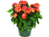 Dália (Dahlia) Dália (Dahlia)