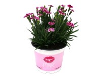 Szegfű Pink Kisses 12 cm-es cserépben Szegfű Pink Kisses 12 cm-es cserépben