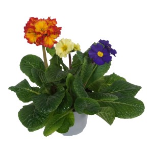 Színes magas kankalin trió cserépben (Primula elatior) sárga, narancssárga és kék virágokkal.