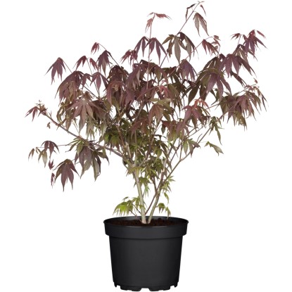 OBI "Atropurpureum" ujjas juhar piros dézsában kb. 3 l