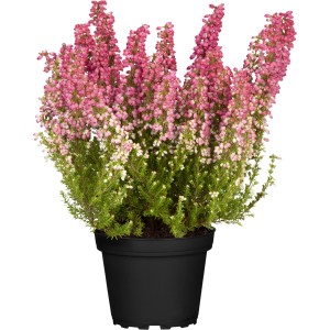 Erika Savanah cserépben, kb. 12 cm, rózsaszín-fehér virágokkal.