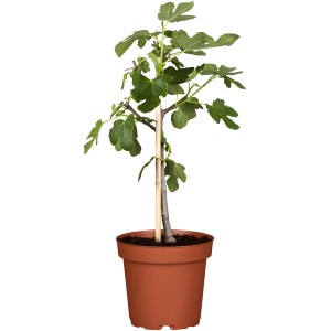Fügefa (Ficus carica) cserépben, kb. 90 cm magas, zöld levelekkel. Cserepes növény kertbe és teraszra.