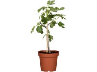 Füge magasság kb. 90 cm cserépátmérő kb. 20 cm Ficus lyrata Füge magasság kb. 90 cm cserépátmérő kb. 20 cm Ficus lyrata