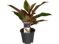 Rákvirág magasság kb. 25 - 30 cm cserépátmérő kb. 12 cm Aglaonema crete