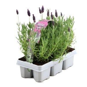 GROW by OBI Anouk levendula 6 darabos csomag fehér tálcán lila virágokkal. Ideális erkélyre, teraszra, ágyásba.