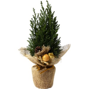 Karácsonyi hamisciprus cserépben mandzsettával, ünnepélyesen díszítve tobozokkal és ajándékkal.