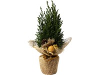 Hamisciprus karácsonyi mandzsettával cserépátmérő: kb. 9 cm Chamaecyparis