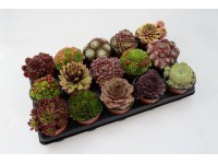 Sempervivum sziklakerti mix 10 pack