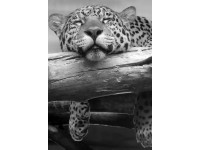 Jaguar 1 - Retro-Gift Nagy táblakép 39 cm x 27 cm Jaguar 1 - Retro-Gift Nagy táblakép 39 cm x 27 cm