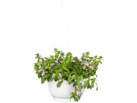 Legyezővirág ámpolna mag. kb. 10-50 cm cserépátmérő kb. 25 cm Scaevola aemula