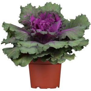 Díszkáposzta cserépben, kb. 12 cm, lila-zöld levelekkel. Őszi növény erkélyre és teraszra.