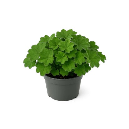 GROW by OBI lágyszőrű palástfű (Alchemilla mollis) T15