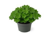 GROW by OBI lágyszőrű palástfű (Alchemilla mollis) T15