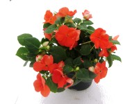 Nebáncsvirág színes cserépben Nebáncsvirág színes cserépben