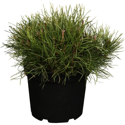 OBI havasi törpefenyő magassága kb. 10-20 cm cserepe kb. 5 l Pinus