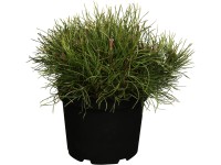 OBI havasi törpefenyő magassága kb. 10-20 cm cserepe kb. 5 l Pinus