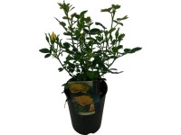 Futórózsa cserépátmérő kb. 19 cm Futórózsa cserépátmérő kb. 19 cm