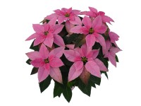 Mikulásvirág Princettia 12 cm-es cserépben