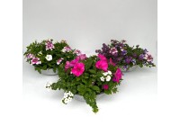 Ágyásnövény válogatás cinkcserépben cserépátmérő kb. 29 cm