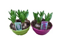 Jácint 5 hagymás színes tál