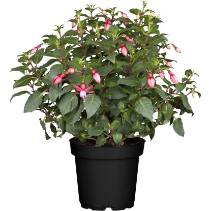 Álló fukszia cserépátmérő: kb. 10,5 cm Fuchsia