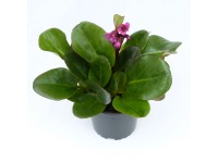 GROW by OBI szívlevelű bőrlevél cserép kb. 13 cm Bergenia cordifolia