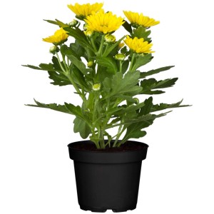 Sárga krizantém cserépben (cserép átmérője 9 cm) zöld levelekkel. Őszi virágzó növény erkélyre és kertbe.