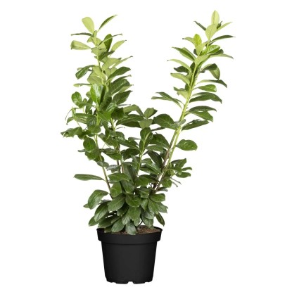 OBI babérmeggy cserepes kb. 2 l Prunus
