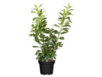 OBI babérmeggy cserepes kb. 2 l Prunus OBI babérmeggy cserepes kb. 2 l Prunus