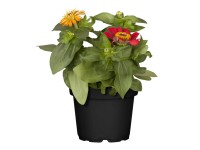 Rézvirág trio cserépátmérő kb. 17 cm Zinnia elegans