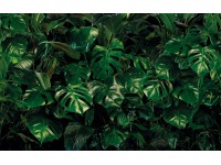 Komar nemszőtt fotótapéta Tropical Wall 400 cm x 250 cm Komar nemszőtt fotótapéta Tropical Wall 400 cm x 250 cm