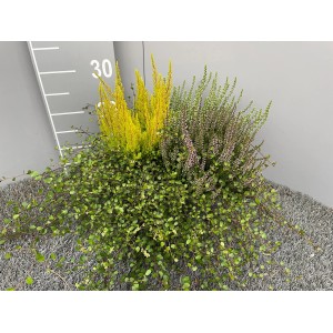 Cserepes növénykeverék: Hangafű (Calluna vulgaris) és Muehlenbeckia cserépben, kb. 19 cm Ø.