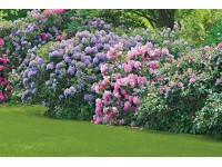 Havasszépe cserepe kb. 2 l Rhododendron Havasszépe cserepe kb. 2 l Rhododendron