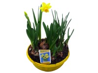 Nárcisz 5 hagymás színes tál
