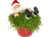 Párnafű kompozíció télapóval kerámia kaspóban cserépátmérő: kb. 11 cm