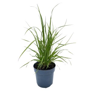GROW by OBI Pampafű Rosea cserépben, díszfű zöld szárakkal.