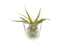 Szakállbromélia henger alakú üvegben üveg kb. 8 cm Tillandsia