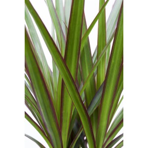 Közelkép egy sárkányfáról (Dracaena marginata) a rá jellemző vörös szélű levelekkel.