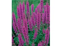 Réti füzény, ibolyakék, cserépátmérő: kb. 9 cm Réti füzény, ibolyakék, cserépátmérő: kb. 9 cm