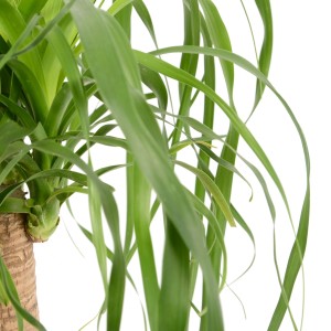 Elágazó elefántláb (Beaucarnea recurvata) cserépben, kb. 60-70 cm magas. Szobanövény jellegzetes törzsbázissal és hosszú, zöld levelekkel.