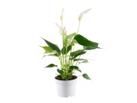 Flamingóvirág Flamingóvirág