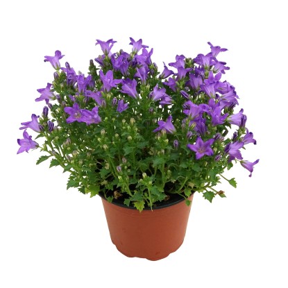 Baracklevelű harangvirág (Campanula persicifolia)