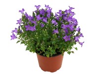 Baracklevelű harangvirág (Campanula persicifolia) Baracklevelű harangvirág (Campanula persicifolia)