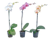 Mini lepkeorchidea (Phalaenopsis)