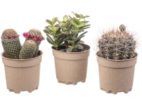 Giromagi kaktusz 3-féle válozatban magasság kb. 15 cm - 20 cm