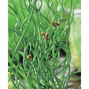 Spirálkás szittyó (Juncus effusus spiralis) spirális, zöld hajtásokkal cserépben.