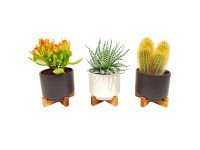 Pozsgás-/kaktuszválogatás kerámiakaspóban favázzal 20-25 cm cserépátmérő 17,5 cm