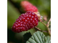 Szeder-málna hibrid magasság kb. 20-30 cm cserép kb. 2 l Rubus frut. x idaeus