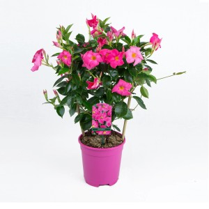 GROW by OBI Dipladenia Sundevillea futóráccsal rózsaszín cserépben, kb. 40-50 cm magas.